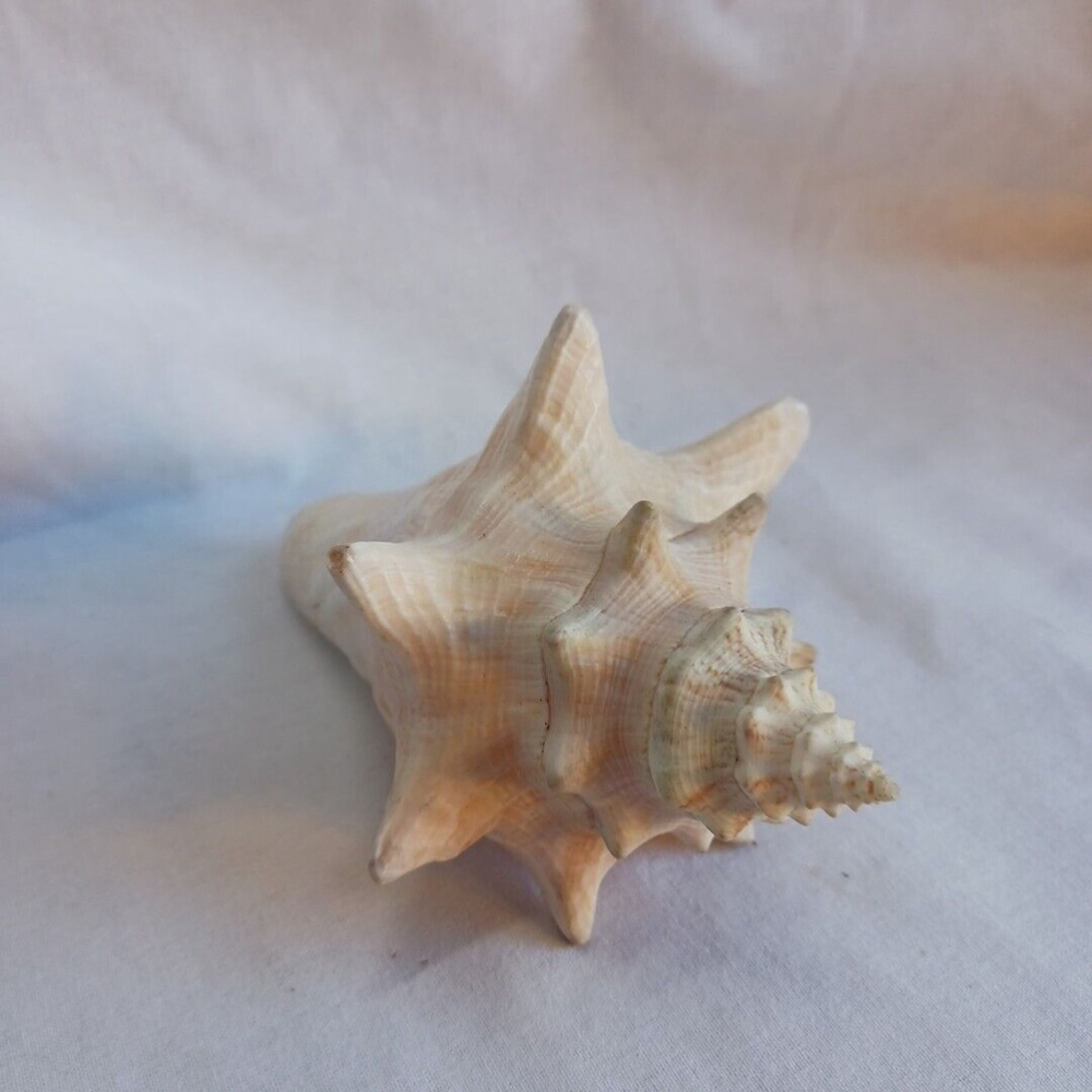 Conch Shell 6 Inch - Picture 3 of 10